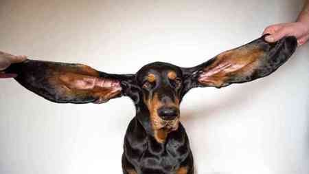 بفضل طول أذنيه .. كلب يدخل موسوعة "غينيس"