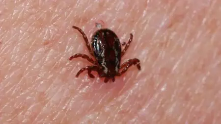 عاجل:ولاية تركية تصدر تحذيرًا بشأن القراد