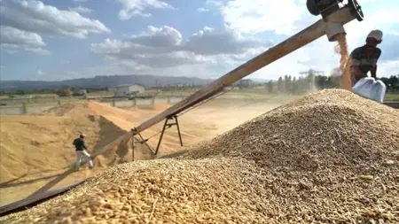 بيان TMO: استيراد الشعير والذرة ليس قراراً جديداً