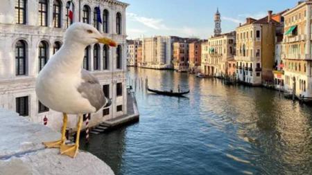 إيطاليا..  تزويد نزلاء الفنادق بمسدسات مائية  لإبعاد طيور النورس