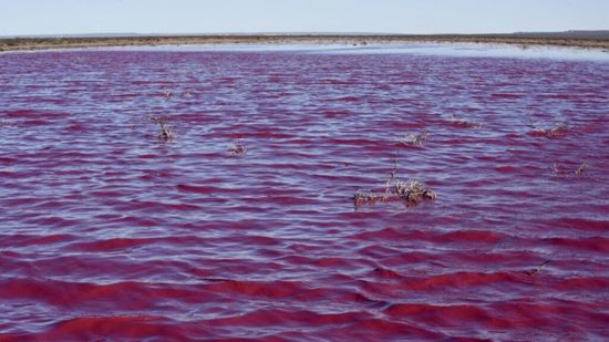 بحيرة في الأرجنتين تتحول إلى اللون الوردي لهذا السبب