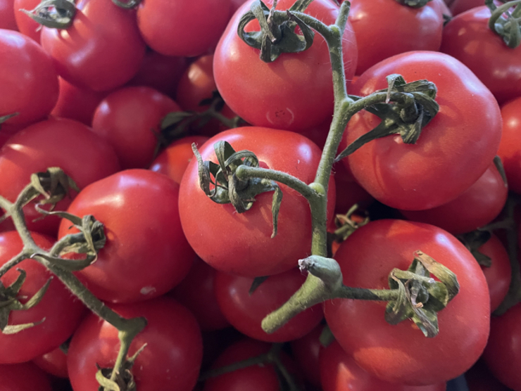 الوصف: تصدير الطماطم من تركيا إلى 54 دولة