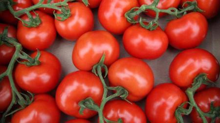 الطماطم التركية تصل إلى 45 دولة خلال الأشهر الثلاثة الأولى