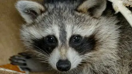 العالم لا يزال يبحث عن أصل كورونا ..هل سيجده؟