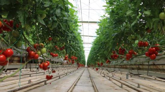 روسيا ترفع قيود استيراد الطماطم والفلفل من تركيا 