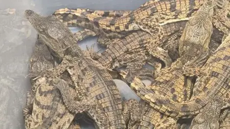 السلطات التركية تصادر تماسيح وزواحف في مطار صبيحة