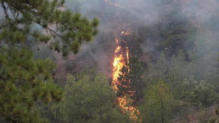تركيا تواجه حرائق الغابات التي اندلعت أمس في 4 محافظات