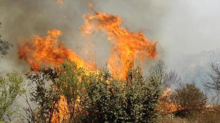 الجزائر تكافح حرائق الغابات