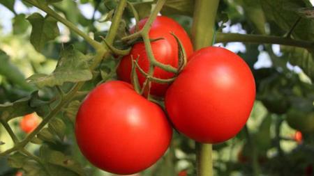 تركيا تسمح بتصدير الطماطم وتضع شرطاً