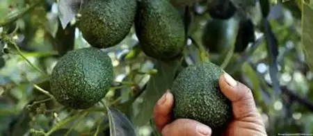 زراعة الأفوكادو تتحول لكارثة بيئية وتجفف الأنهار