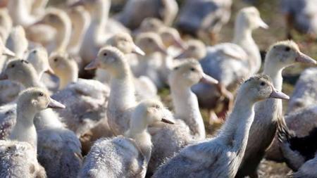 العثور على انفلونزا الطيور في مزرعة بط في كوريا الجنوبية