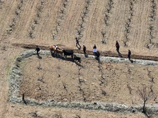 جاندارما تركية تعثر على أبقار هربت من حظيرتها باستخدام درون