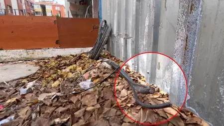 لسبب غريب.. تركي يقطع أسلاك الانترنت الرئيسية في سلطان غازي بمنشار لسبب غريب.. تركي يقطع أسلاك الانترنت الرئيسية في سلطان غازي بمنشار