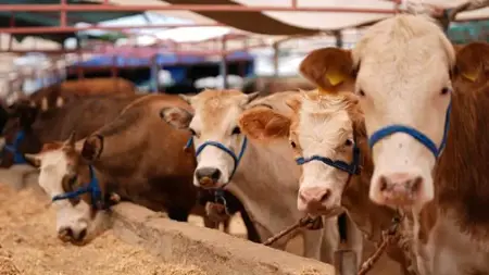 وزارة الزراعة التركية تتخذ إجراءات صارمة بشأن أماكن بيع وذبح الأضاحي وزارة الزراعة التركية تتخذ إجراءات صارمة بشأن أماكن بيع وذبح الأضاحي