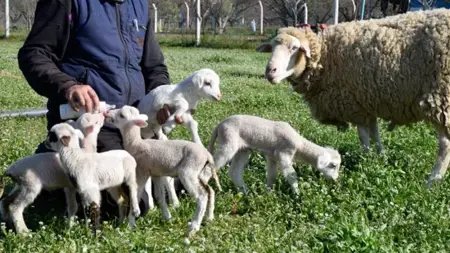 حادثة طريفة في ولاية مانيسا التركية بطلتها "نعجة"