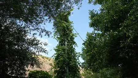 كرمة عنبٍ تكسو عمود كهرباءٍ بشكل شجرةٍ في غوموش‌خانه التركية