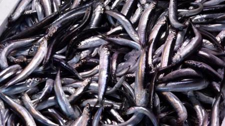 ارتفاع صادرات سمك الهمسي في تركيا خلال 5 أشهر
