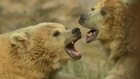 مطالبات بإعدام دب في إيطاليا لهذا السبب