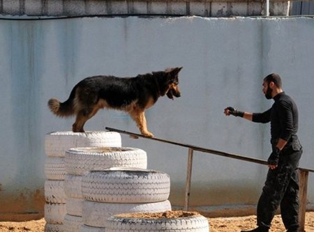 ‏غزة تشهد ظاهرة عجيبة.. كلاب بوليسية ضخمة تظهر فجأة وتهاجم كلاب مدربة تابعة للإحتلال