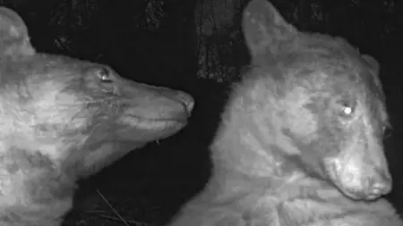 دب أمريكي يلتقط مئات الصور اللطيفة بعد عثوره على كاميرا مخصصه لتصوير الحياة البرية