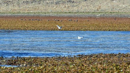 جفاف يضرب بحيرة أسبوغا في كارْس: تقلص المياه 60 متراً