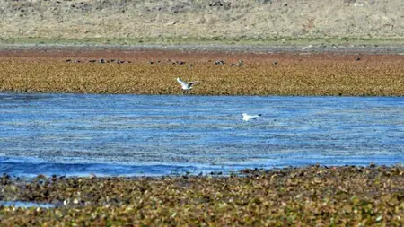 جفاف يضرب بحيرة أسبوغا في كارْس: تقلص المياه 60 متراً