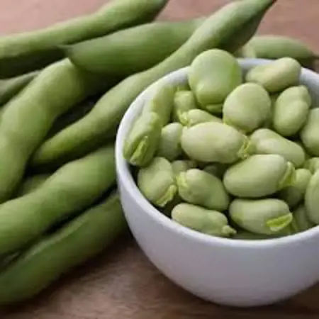 الفول الأخضر مخزن الفيتامينات الذي ينعش أبدان الصائمين