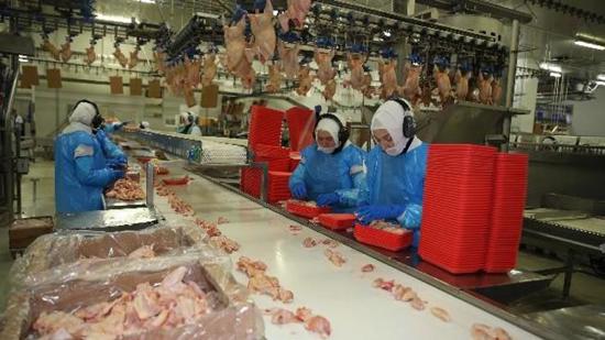 ارتفاع إنتاج لحوم الدجاج في تركيا العام الماضي