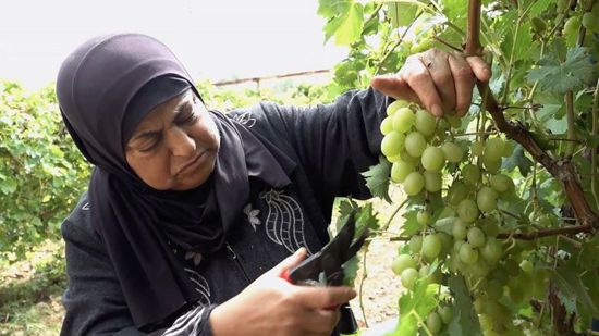 مزارعة فلسطينية تحرس كرمها في بيت أمر