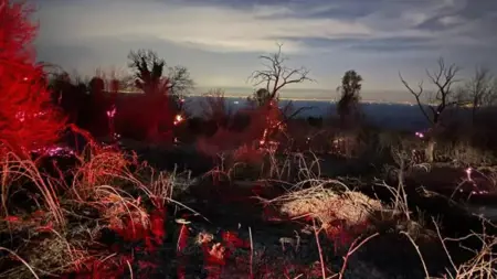 تركيا..السيطرة على حريق في منطقة غابات في يالوفا