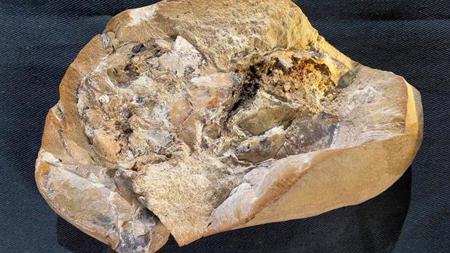اكتشاف حفرية تحتوي على "أقدم قلب في العالم"