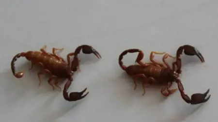 عالم  تركي يكتشف نوعا جديدا من العقارب ويطلق عليها اسم زوجته