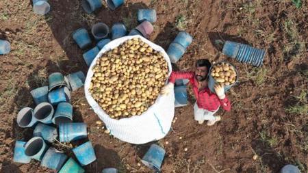 رغم الجفاف ...ارتفاع محصول بذور البطاطس المحلية في ولاية سيواس