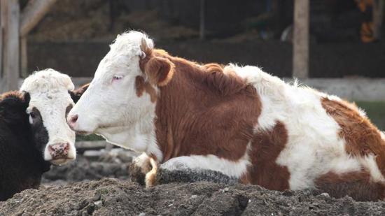 إنذار الحمى القلاعية في بولو: 18 قرية و4 أحياء تحت الحجر