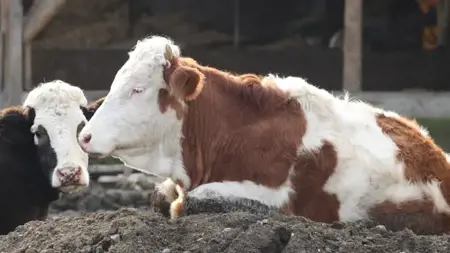 إنذار الحمى القلاعية في بولو: 18 قرية و4 أحياء تحت الحجر