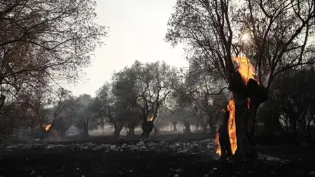 إخلاء منطقة إينوسا في اليونان إثر اندلاع حريق غابات.. وحريق آخر في جزيرة ميديللي