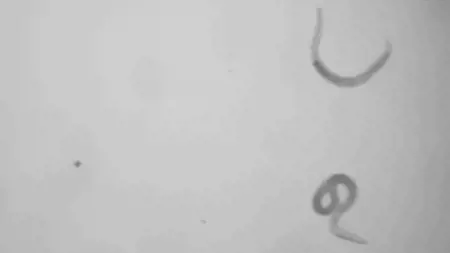 الاحتباس الحراري يوقظ الديدان التي ظلت نائمة منذ 46000 عام