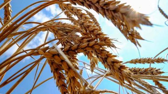 توقعات بأن تحصد تركيا  19.5 مليون طن من القمح هذا العام