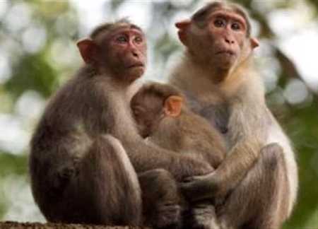 تسجيل أول إصابة في بريطانيا بفيروس مصدره القرود