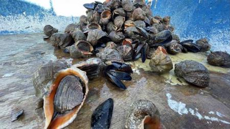 تركيا تجني أكثر من 10 مليون دولار من صادرات حلزون البحر