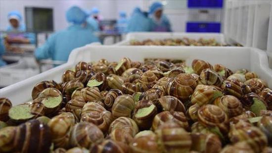 تركيا تجني 8.6  مليون دولار من صادرات الحلزون البحري