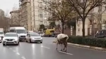 بقرة ضالة تُسبب ارتباكا مروريا في إسطنبول