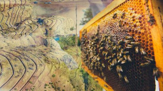 هذا ما أنتجته غابات العسل في تركيا خلال العام الماضي