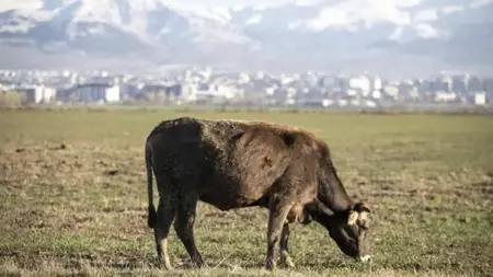 راعي غنم يبيع 25 رأسًا من الماشية دون معرفة أصحابها