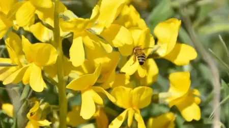 فرض غرامة 245 ألف ليرة لمن يقطف هذه الزهرة في تركيا