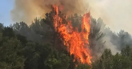 اندلاع حريق غابات في منطقة منتشه بولاية موغلا التركية