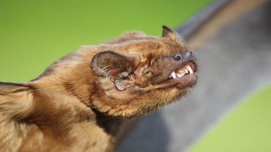 علماء روس يعثرون على أكبر خفاش في أوروبا في هذه المنطقة