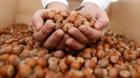 تركيا تجني أكثر من 1.7 مليار دولار من صادراتها من البندق