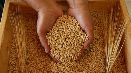 مجلس الحبوب التركي يتلقى عرضًا لشراء 300 ألف طن من القمح