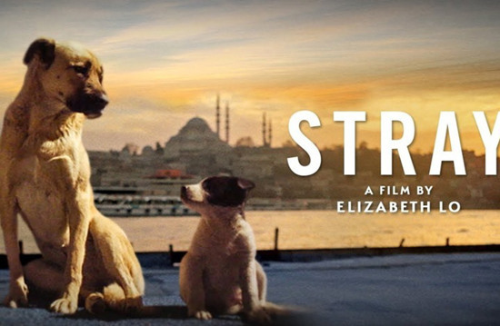 كلاب إسطنبول الضالة تلعب دور البطولة في فيلم وثائقي